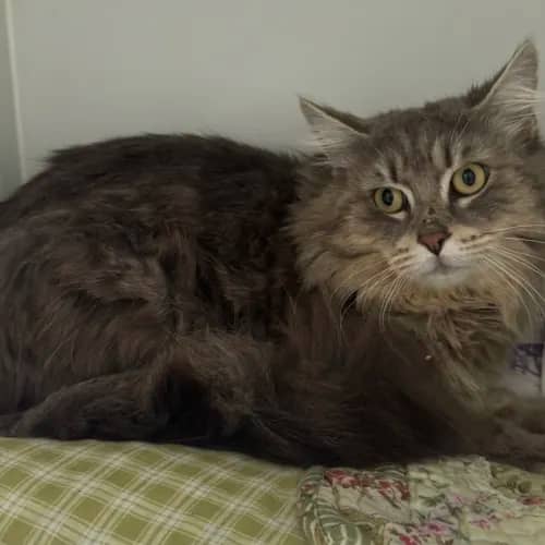 Fluffernut - Domestic Medium Hair cat available for adoption at wat djerring Animal Facility (City of Whittlesea) in Melbourne