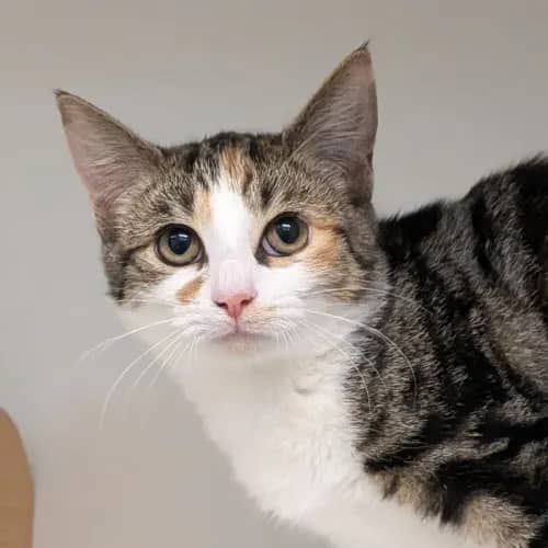 Jaz - Domestic Shorthair cat available for adoption at Save-A-Dog Scheme in Melbourne