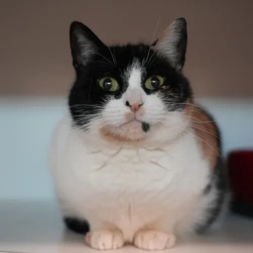 Pomelo - Domestic Shorthair cat available for adoption at Save-A-Dog Scheme in Melbourne