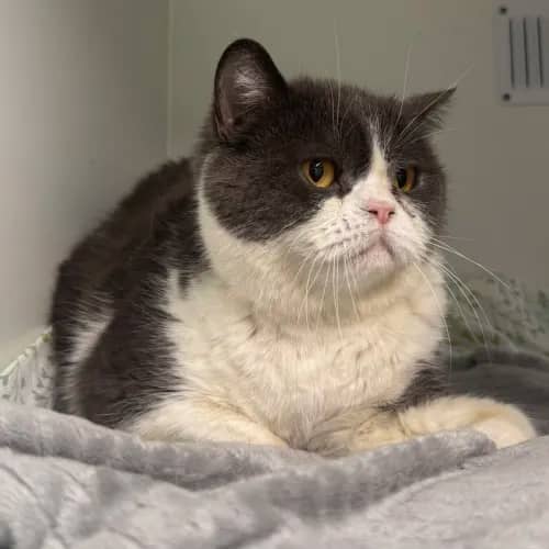 Mush - British Shorthair Mix cat available for adoption at wat djerring Animal Facility (City of Whittlesea) in Melbourne