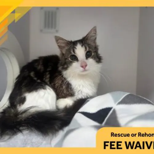 Houdini - Domestic Medium Hair cat available for adoption at The Lost Dogs' Home in Melbourne