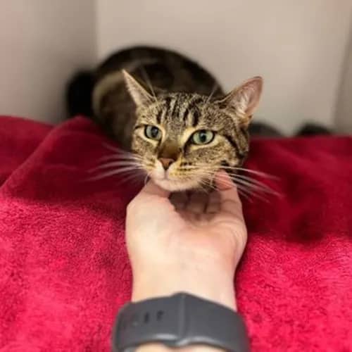 Velma - Domestic Shorthair cat available for adoption at The Lost Dogs' Home in Melbourne