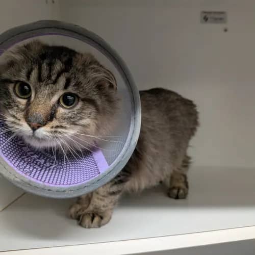 Rakali - Domestic Medium Hair cat available for adoption at Save-A-Dog Scheme in Melbourne