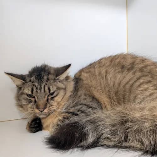 Jarritos - Domestic Medium Hair cat available for adoption at Save-A-Dog Scheme in Melbourne