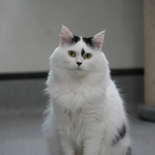 Timmy - Domestic Medium Hair cat available for adoption at Save-A-Dog Scheme in Melbourne