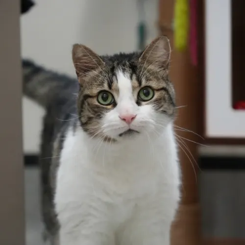 Byron - Domestic Shorthair cat available for adoption at Save-A-Dog Scheme in Melbourne