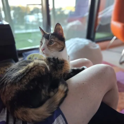 Revy - Domestic Shorthair Mix cat available for adoption at Second Chance Animal Rescue in Melbourne