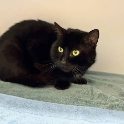 Patrick - Domestic Medium Hair cat available for adoption at The Lost Dogs' Home in Melbourne