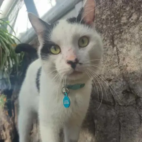 Panda - Domestic Shorthair cat available for adoption at Wollongong City Council (Wollongong Pet Connection) in Wollongong