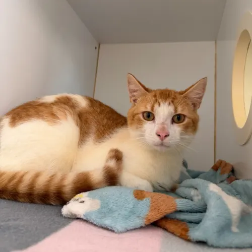 Mushie - Domestic Shorthair cat available for adoption at Sutherland Shire Council Animal Shelter in Sydney