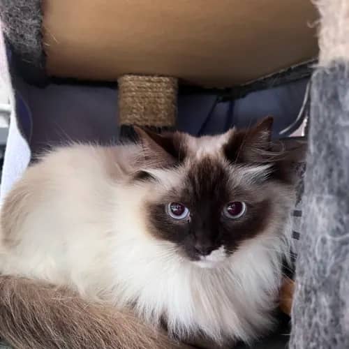Tokyo - Ragdoll Mix cat available for adoption at wat djerring Animal Facility (City of Whittlesea) in Melbourne