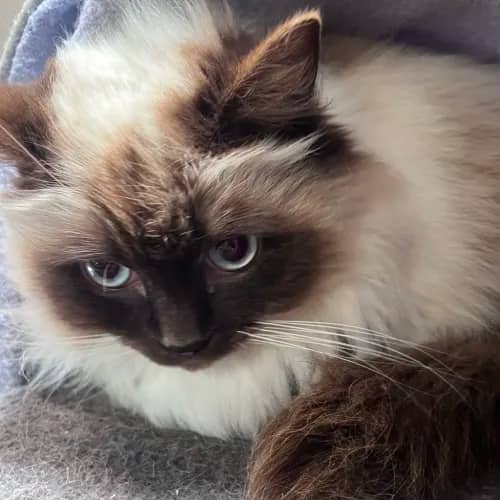 Muffin - Ragdoll Mix cat available for adoption at wat djerring Animal Facility (City of Whittlesea) in Melbourne