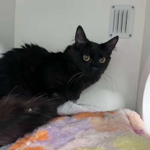 Browny - Domestic Shorthair cat available for adoption at wat djerring Animal Facility (City of Whittlesea) in Melbourne