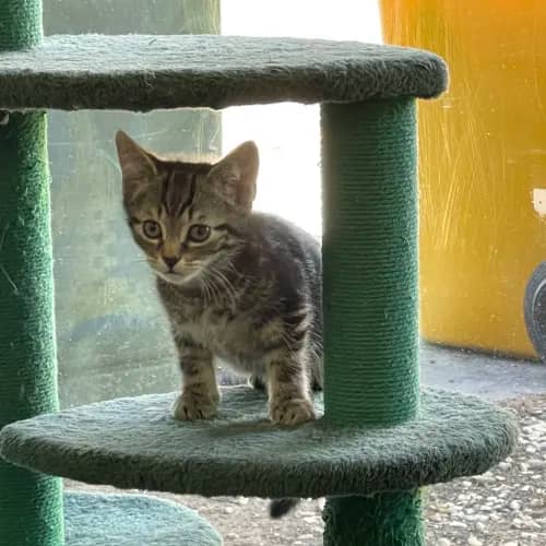 Mr. Tickle - Domestic Shorthair cat available for adoption at Bendigo Animal Relief Centre (BARC) in Bendigo
