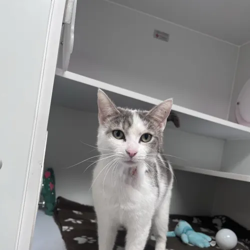 Matilda - Domestic Shorthair cat available for adoption at wat djerring Animal Facility (City of Whittlesea) in Melbourne