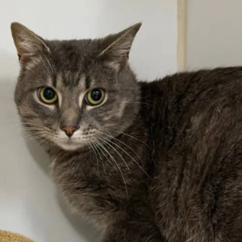 Paw Mescal - Domestic Shorthair cat available for adoption at The Lost Dogs' Home in Melbourne