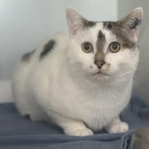 Lucius - Domestic Shorthair cat available for adoption at The Lost Dogs' Home in Melbourne