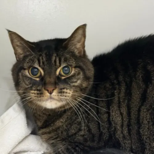 Rascal - Domestic Shorthair cat available for adoption at The Lost Dogs' Home in Melbourne