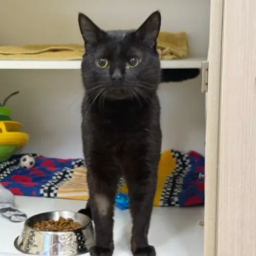 Kyle - Domestic Shorthair cat available for adoption at The Lost Dogs' Home in Melbourne