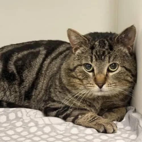 Magical Michael - Domestic Shorthair cat available for adoption at The Lost Dogs' Home in Melbourne