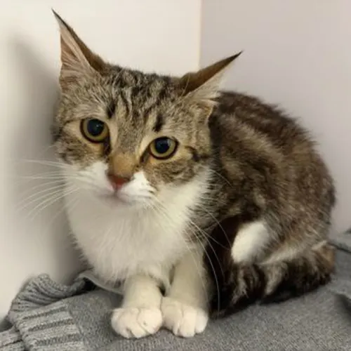 Whisper - Domestic Shorthair cat available for adoption at The Lost Dogs' Home in Melbourne