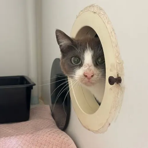 Plover - Domestic Shorthair cat available for adoption at The Lost Dogs' Home in Melbourne