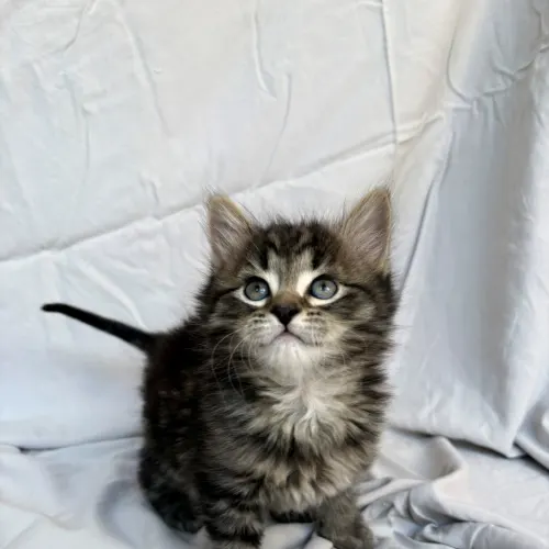 Bowie - Domestic Medium Hair cat available for adoption at Hawkesbury Companion Animal Shelter in Sydney