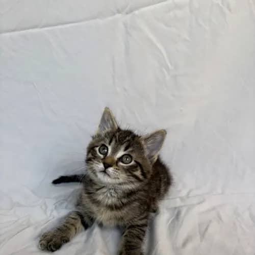 Freddie - Domestic Shorthair cat available for adoption at Hawkesbury Companion Animal Shelter in Sydney