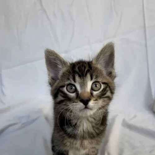 Ozzy - Domestic Shorthair cat available for adoption at Hawkesbury Companion Animal Shelter in Sydney