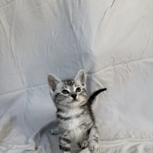 Elvis - Domestic Shorthair cat available for adoption at Hawkesbury Companion Animal Shelter in Sydney