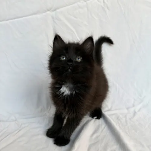 Frankie - Domestic Medium Hair cat available for adoption at Hawkesbury Companion Animal Shelter in Sydney