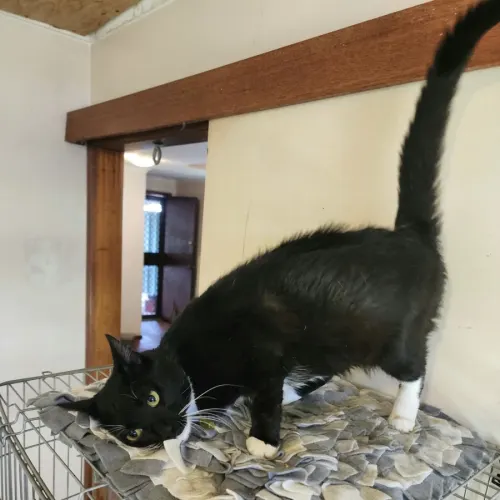 Panda - Domestic Shorthair cat available for adoption at Brighter Future Cat Rescue in Sydney