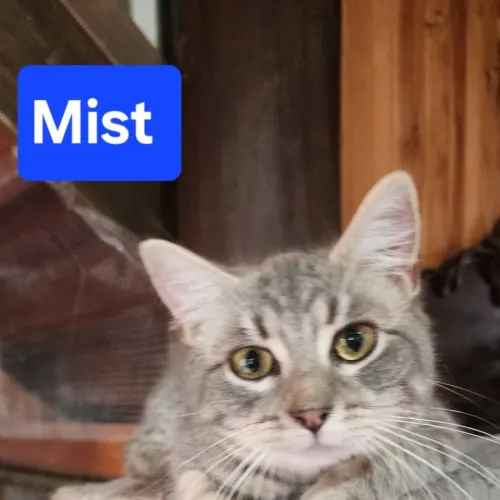 Mist - Domestic Shorthair cat available for adoption at Brighter Future Cat Rescue in Sydney