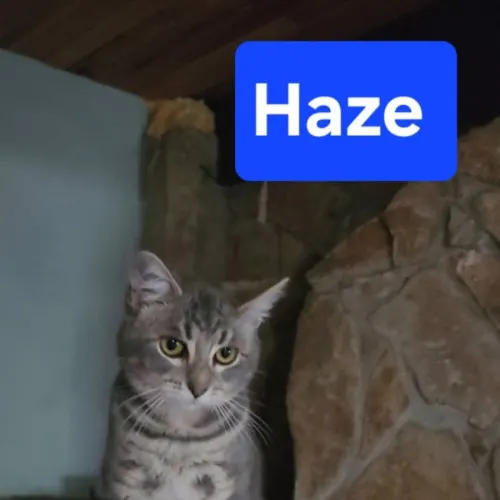 Haze - Domestic Shorthair cat available for adoption at Brighter Future Cat Rescue in Sydney