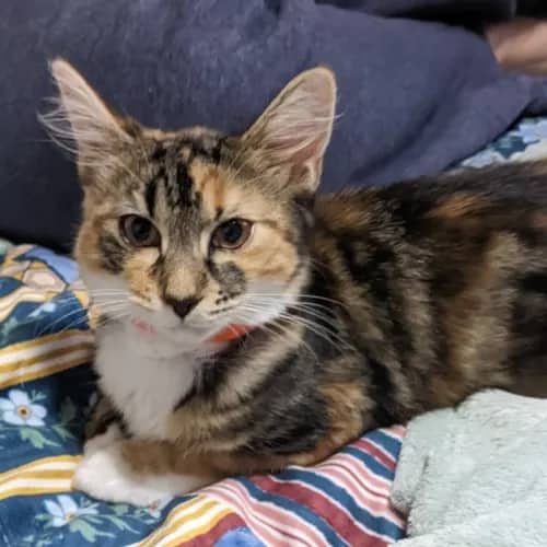 Amber - Domestic Shorthair cat available for adoption at Caboolture and District Animal Welfare in Brisbane