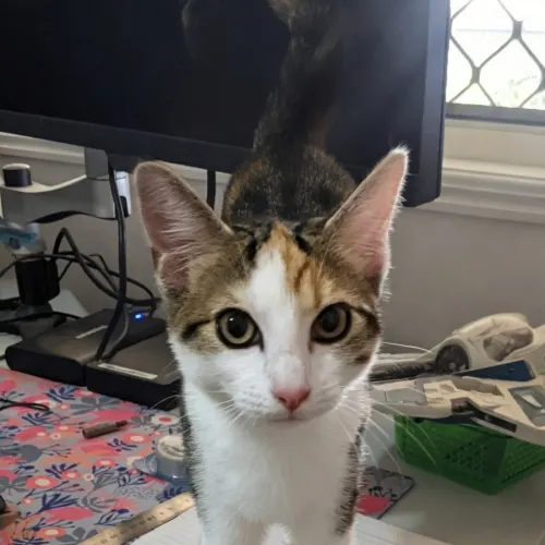 Honey - Domestic Shorthair cat available for adoption at Caboolture and District Animal Welfare in Brisbane