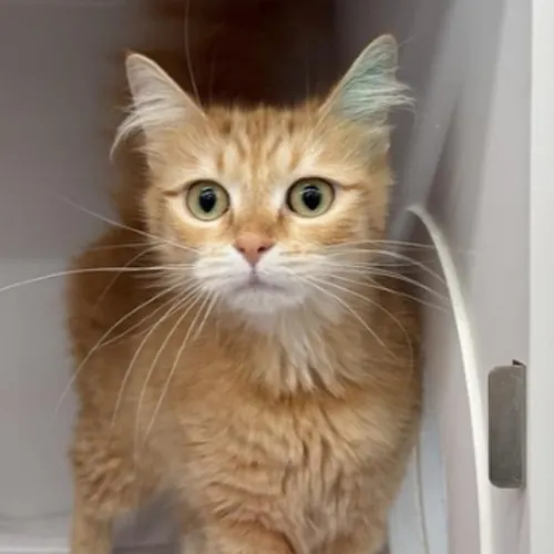 Kathy Griffin - Domestic Medium Hair cat available for adoption at The Lost Dogs' Home in Melbourne