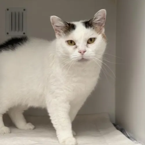 Pud - Domestic Shorthair cat available for adoption at The Lost Dogs' Home in Melbourne