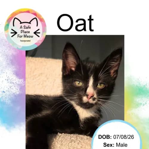 Oat - Domestic Shorthair cat available for adoption at A Safe Place for Meow in Darwin