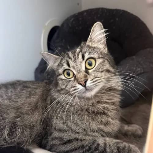 Libby - Domestic Medium Hair cat available for adoption at Sutherland Shire Council Animal Shelter in Sydney