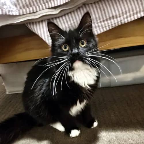 Travis - Domestic Medium Hair cat available for adoption at Cat Protection Society of Victoria in Melbourne