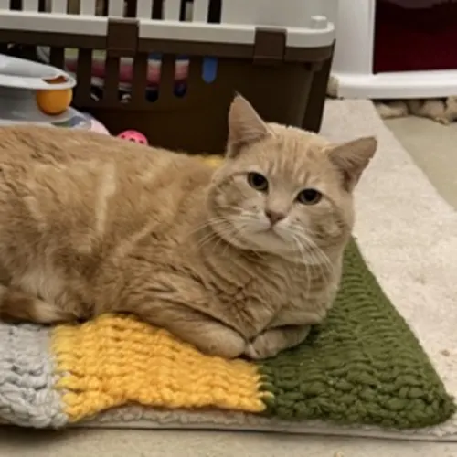 Gingy - Domestic Shorthair cat available for adoption at Ballarat Animal Shelter in Ballarat