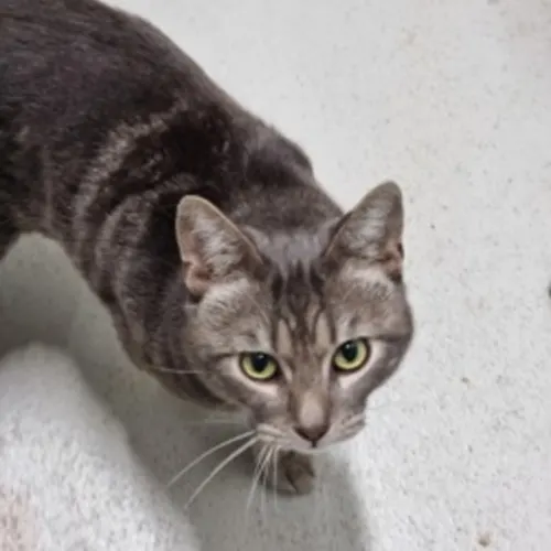 Crumb - Domestic Shorthair cat available for adoption at Ballarat Animal Shelter in Ballarat