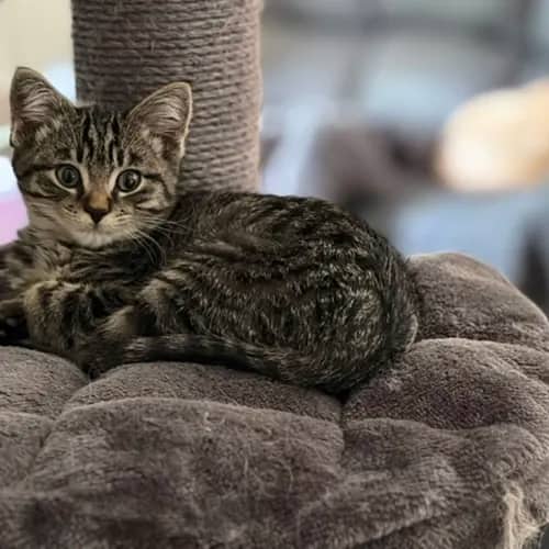 Jeremiah Jones - Domestic Shorthair Mix cat available for adoption at Second Chance Animal Rescue in Melbourne
