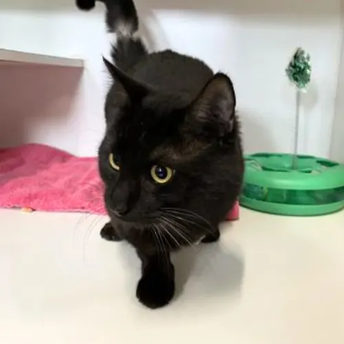 Tom - Domestic Shorthair cat available for adoption at The Lost Dogs' Home in Melbourne