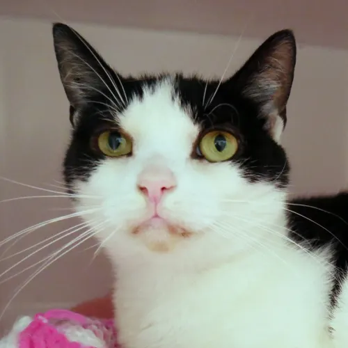 Daisy - Domestic Shorthair cat available for adoption at Cat Protection Society of Victoria in Melbourne