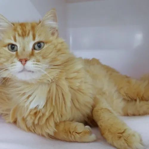 Ollie - Domestic Longhair cat available for adoption at Cat Protection Society of Victoria in Melbourne