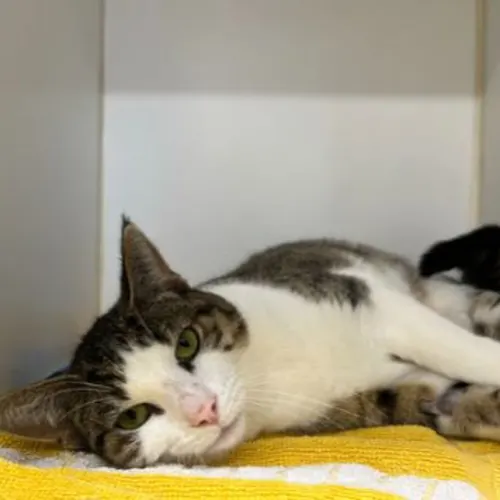 Beanie - Domestic Shorthair cat available for adoption at The Lost Dogs' Home in Melbourne