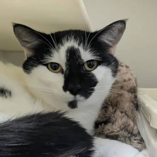 Sparrow - Domestic Shorthair cat available for adoption at Mornington Peninsula Shire Community Animal Shelter in Melbourne