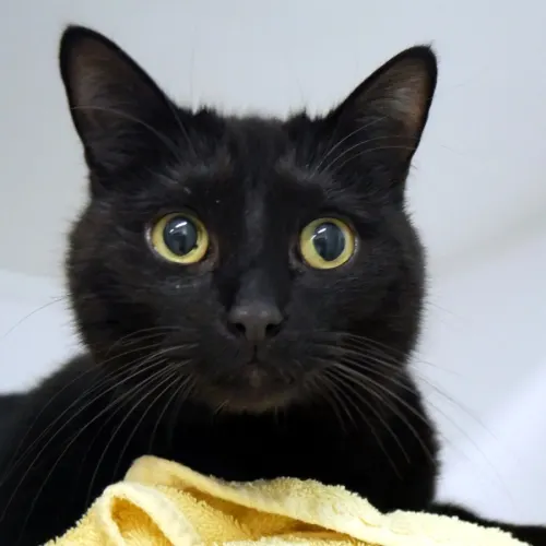 Nova Rstk004044 - Domestic Shorthair cat available for adoption at Cat Protection Society of Victoria in Melbourne